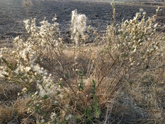 Baccharis pteronioides