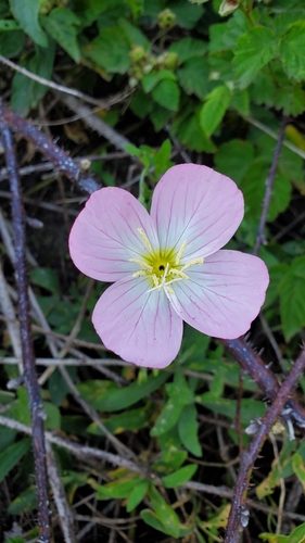 iNaturalist observation photo of Pinkladies