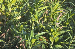 Persicaria ferruginea