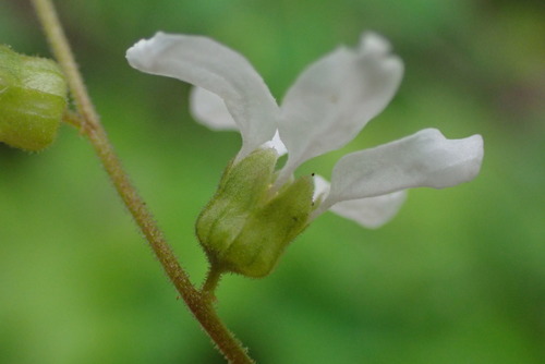 iNaturalist observation photo of Bolander's woodland star