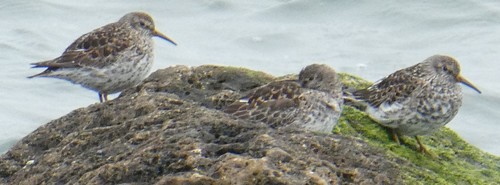 Correlimos oscuro (Calidris maritima)