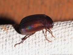 Serica atracapilla