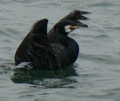 Phalacrocorax carbo