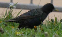 Sturnus vulgaris