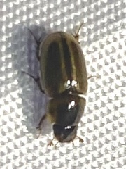 Labarrus cincticulus