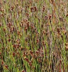 Hypodiscus aristatus