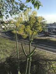 Thapsia villosa