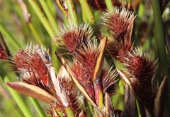 Hypodiscus aristatus