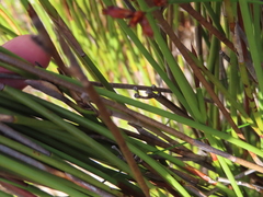 Hypodiscus aristatus