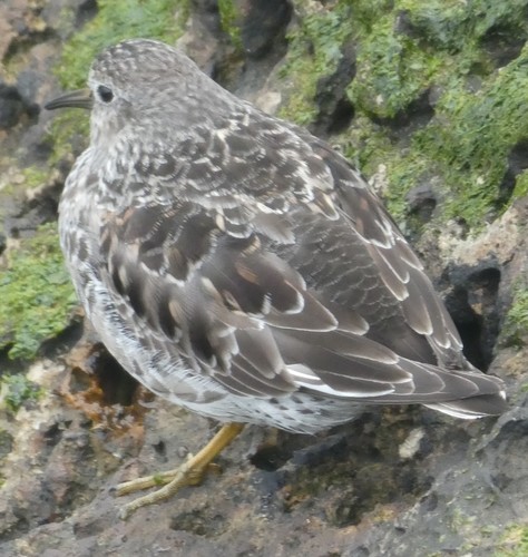 Correlimos oscuro (Calidris maritima)