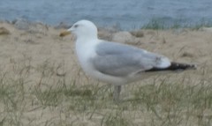 Larus argentatus