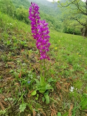 Orchis × penzigiana