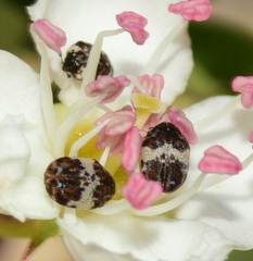 Anthrenus pimpinellae