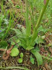 Orchis × penzigiana