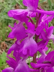 Orchis × penzigiana