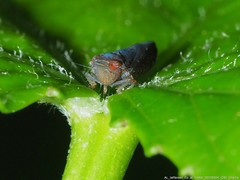 Scaphytopius magdalensis