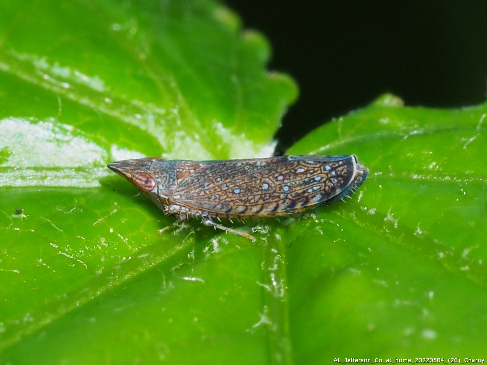 Scaphytopius magdalensis | Insect Vectors of Plant Disease