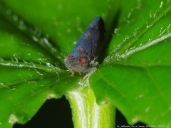 Scaphytopius magdalensis