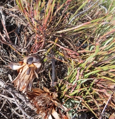 Protea pudens