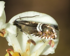 Grapholita internana