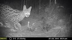 Leptailurus serval serval