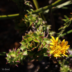 Oedera capensis