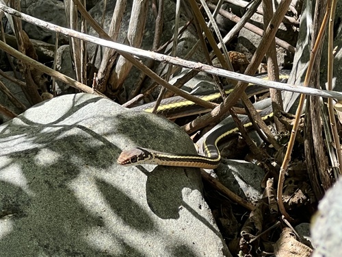 iNaturalist observation photo of Striped Racer