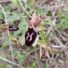 Ophrys × lyrata