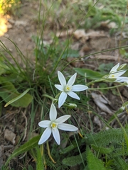 Ornithogalum orthophyllum