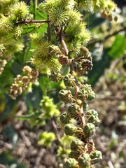Ambrosia ambrosioides