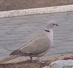 Streptopelia decaocto