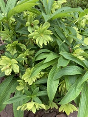 Helleborus viridis