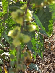 Ambrosia ambrosioides