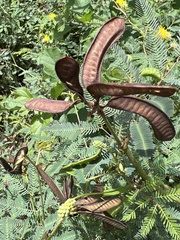 Neptunia oleracea