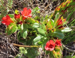 Lobostemon sanguineus