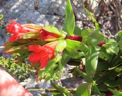 Lobostemon sanguineus