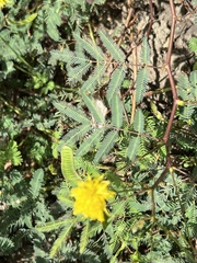 Neptunia oleracea