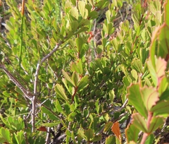 Searsia cuneifolia