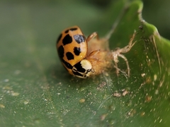 Dinocampus coccinellae paralysis virus