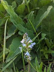 Veronica prostrata
