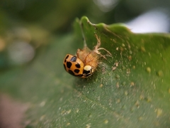 Dinocampus coccinellae paralysis virus