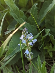 Veronica prostrata