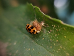 Dinocampus coccinellae paralysis virus