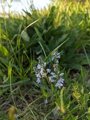 Veronica prostrata