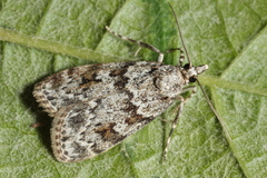 Scoparia basistrigalis