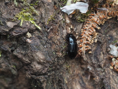 Harpalus atratus