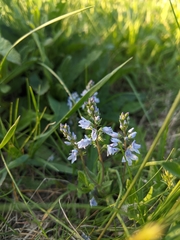 Veronica prostrata