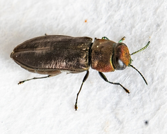 Anthaxia viridifrons