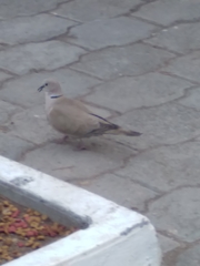 Streptopelia decaocto