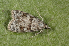 Scoparia basistrigalis